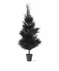 3 Foot Black Pampas Grass Tree