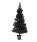 5 Foot Black Pampas Grass Tree