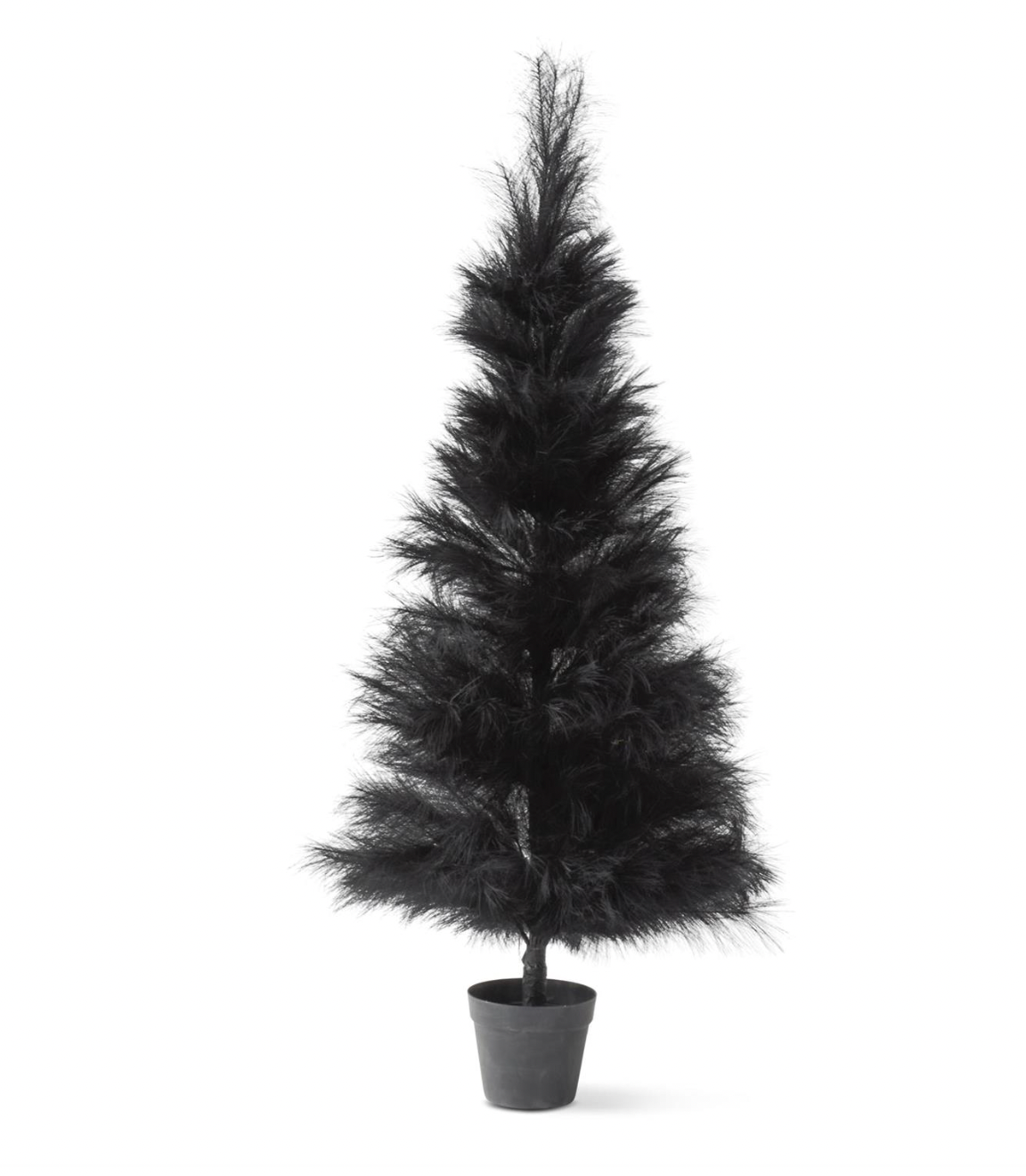 5 Foot Black Pampas Grass Tree
