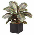 17.7" Maranta Plant With 44 Leaves in Ceramic Pot
