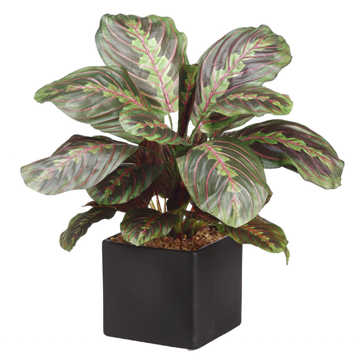 17.7" Maranta Plant With 44 Leaves in Ceramic Pot