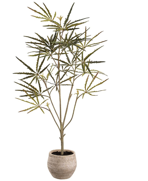 32" Fatsia Tree in Terra Cotta Pot