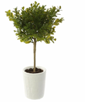 15" Boxwood Topiary in Clay Pot