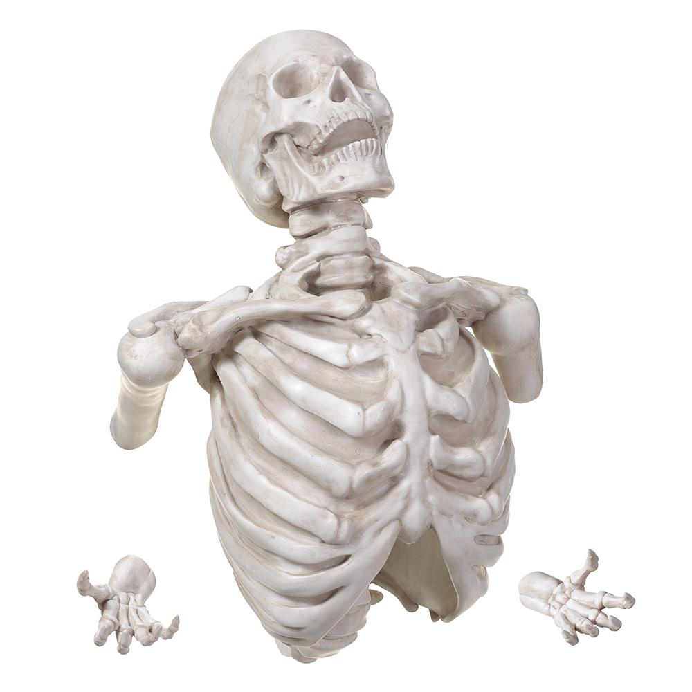 21.5" 3D Wall Skeleton