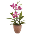 14" Dendrobium Orchid Plant in Terra Cotta Pot