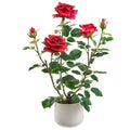 Cupid's Valentine 21.6" Rose's in Ceramic Vase