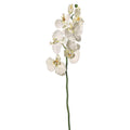 29" Medium Phalaenopsis Orchid Spray - Cream