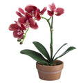 11" Phalaenopsis Orchid Plant in Terra Cotta Pot