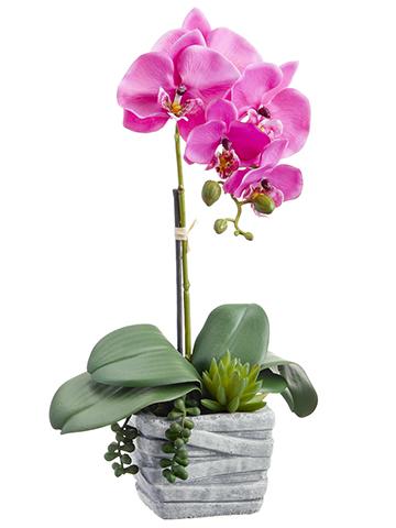16" Phalaenopsis Orchid Plant / Succulent in Cement Pot